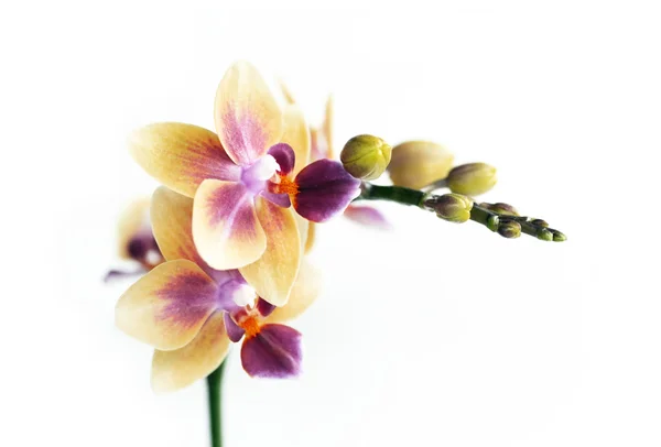 사랑 스러운 꽃 세부 사항 및 디자인 요소 — 스톡 사진