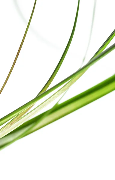 Jovens folhas verdes sobre fundo branco — Fotografia de Stock