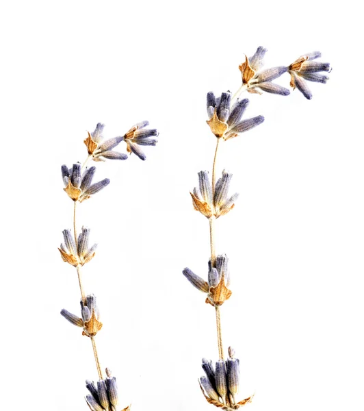 Krásné květinové detail a konstrukční prvek — Stock fotografie