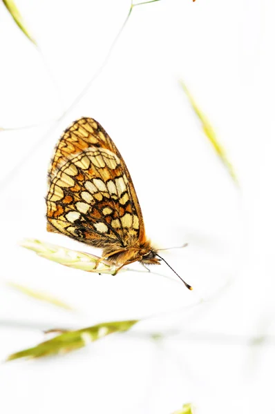 Όμορφη πεταλούδα και χλωρίδας λευκό φόντο — Φωτογραφία Αρχείου