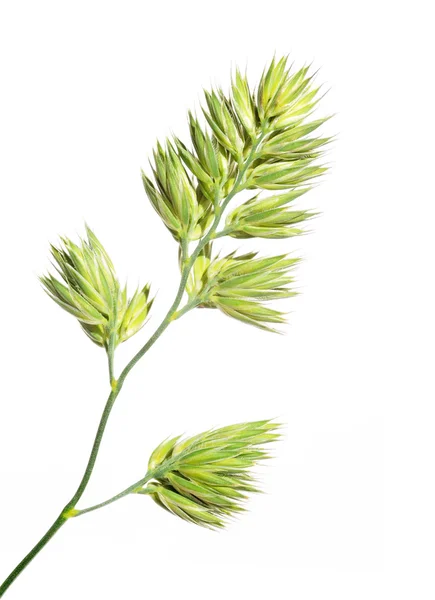 白い背景の上の若い緑の葉 — ストック写真