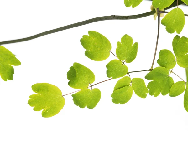 Mladé zelené listy nad bílým pozadím — Stock fotografie
