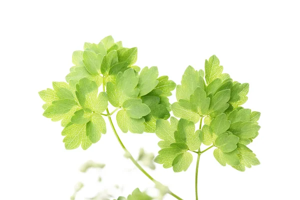 Μικρά πράσινα φύλλα πάνω από το λευκό φόντο — Φωτογραφία Αρχείου