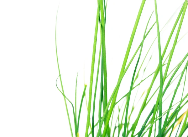 Junge grüne Blätter auf weißem Hintergrund — Stockfoto