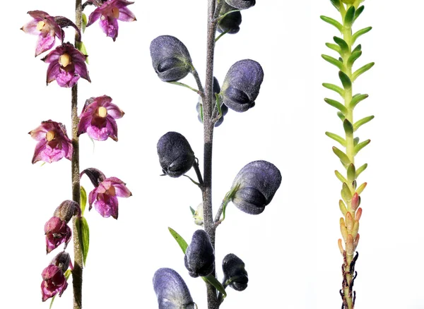可爱的花卉细节和设计元素 — 图库照片