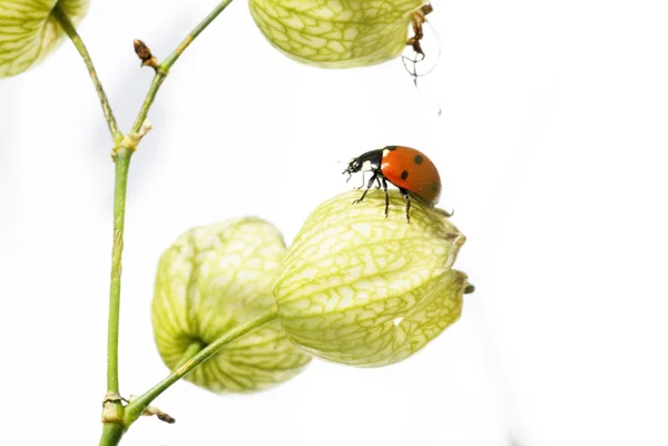 Flora and ladybird against white background. useful design element. — Stock Photo, Image