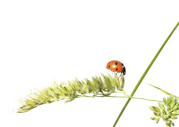 Spring concept. flora and beetles against white background. — Stock Photo, Image