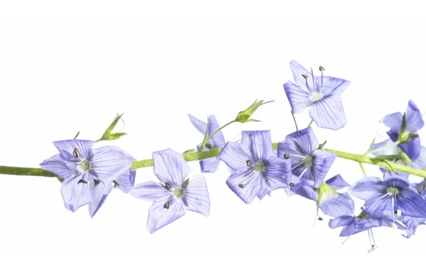 Preciosas flores púrpuras sobre fondo blanco — Foto de Stock