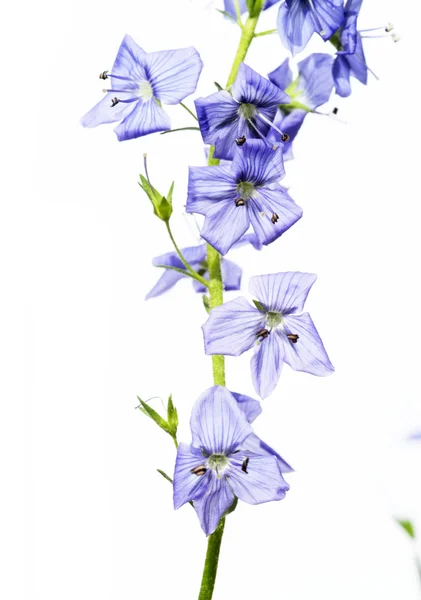 Lovely purple flowers against white background — Stock Photo, Image