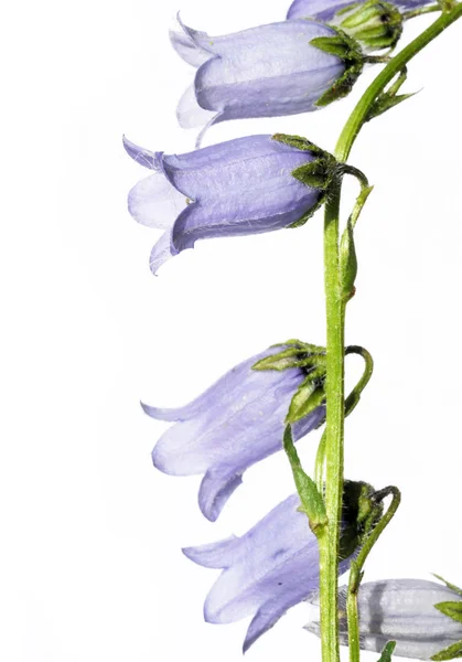 Прекрасні фіолетові квіти на білому тлі — стокове фото