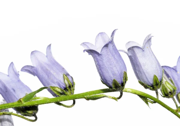 Bei fiori viola sullo sfondo bianco — Foto Stock