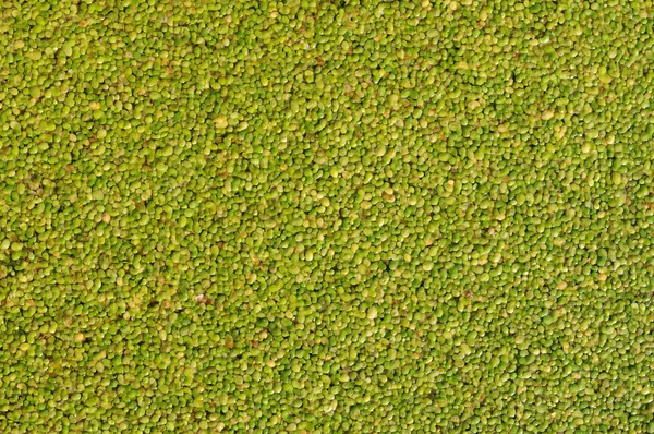 La superficie está cubierta con hierba verde. Imágenes de stock libres de derechos