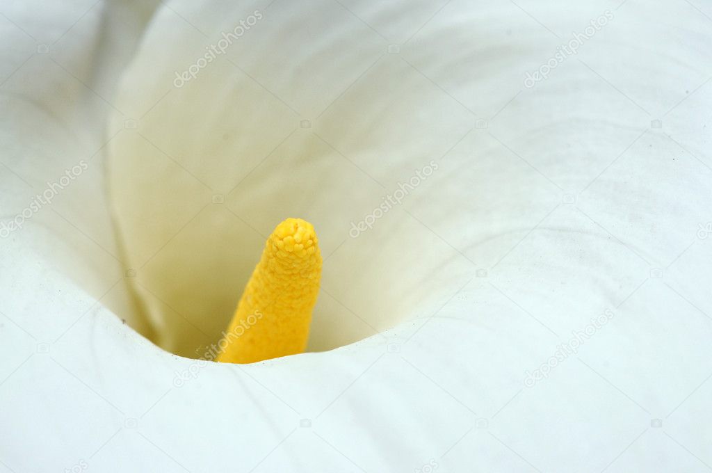 Lovely close-up of a calla lily