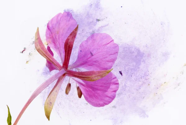 Piękny kwiatowy element ilustracja i projekt — Zdjęcie stockowe