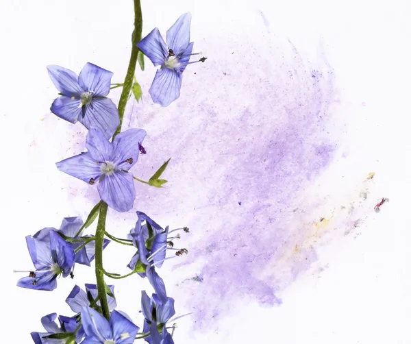 Schöne florale Illustration und Gestaltungselement — Stockfoto