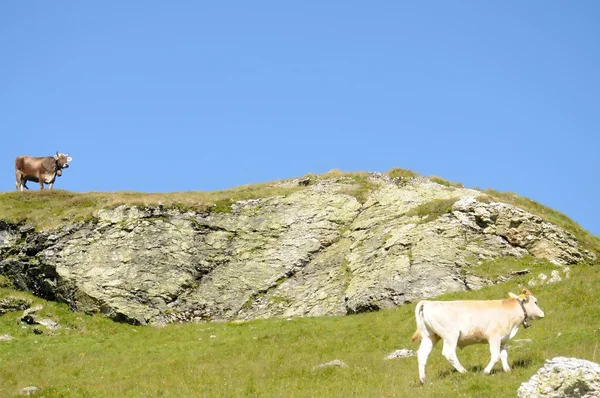 Vacas en los Alpes suizos — Foto de Stock
