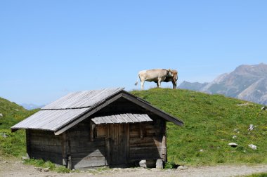 Alp Manzarası