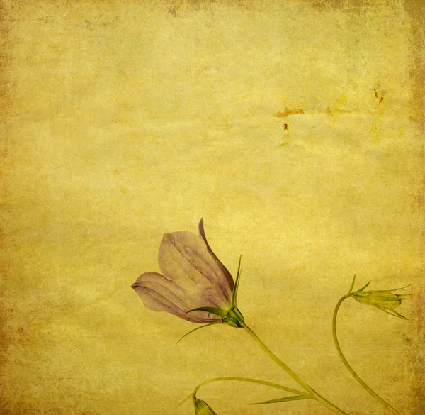 Dünyevi çiçek arka plan resim ve tasarım öğesi — Stok fotoğraf