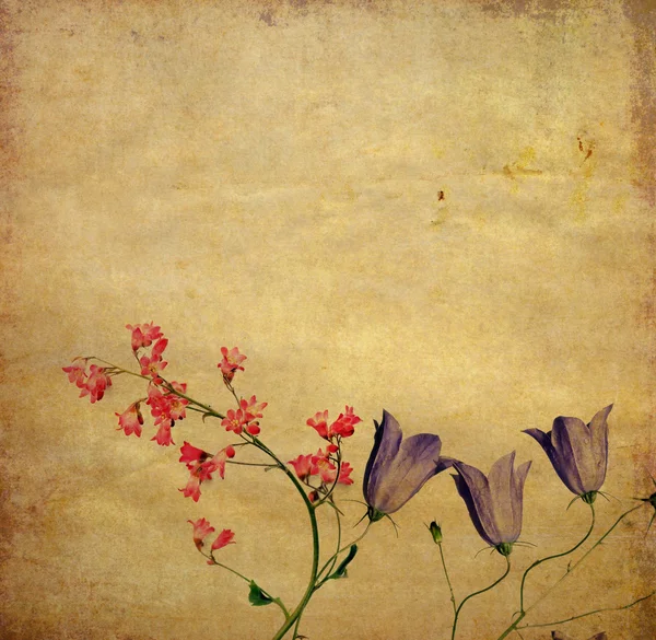 Dünyevi çiçek arka plan resim ve tasarım öğesi — Stok fotoğraf