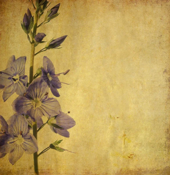흙 꽃 배경 이미지와 디자인 요소 — 스톡 사진