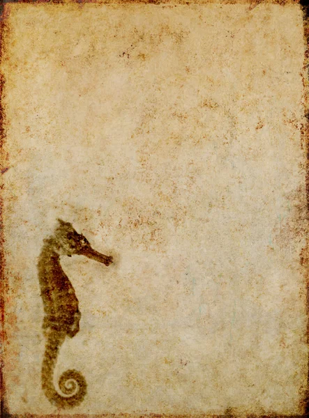 Brown background image with interesting texture, close-up of a sea horse and plenty of space for text — Stock Photo, Image