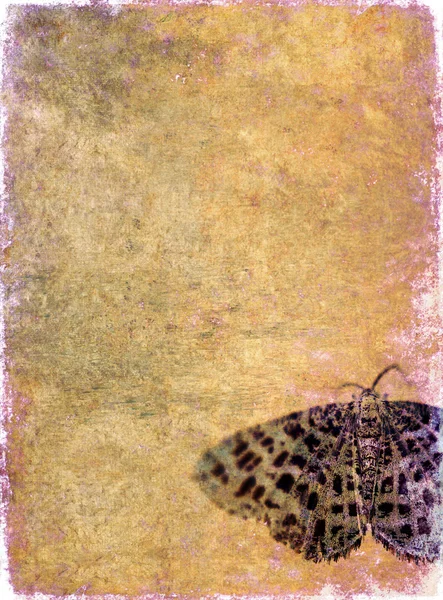 Imagem de fundo encantadora com textura interessante, close-up de uma borboleta e muito espaço para texto — Fotografia de Stock