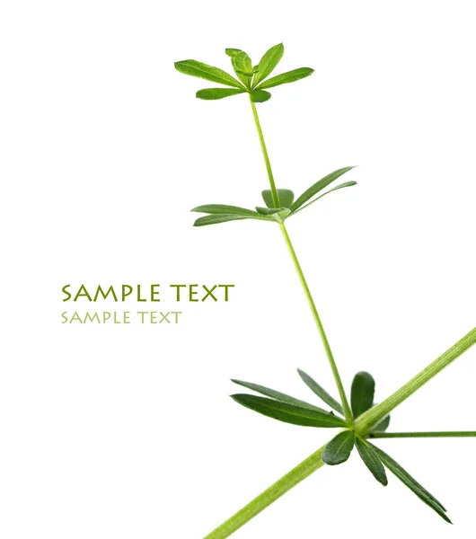 Young green leaves against white background and plenty of space for text — Stock Photo, Image