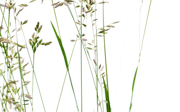 Beyaz arka plan ve metin için yeterince boş alana karşı genç yeşil yaprakları — Stok fotoğraf