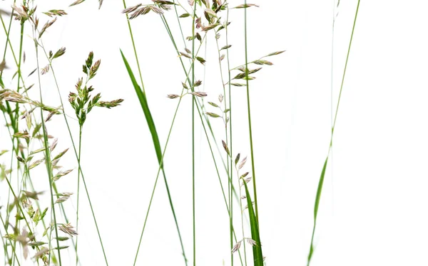 stock image Young green leaves against white background and plenty of space for text