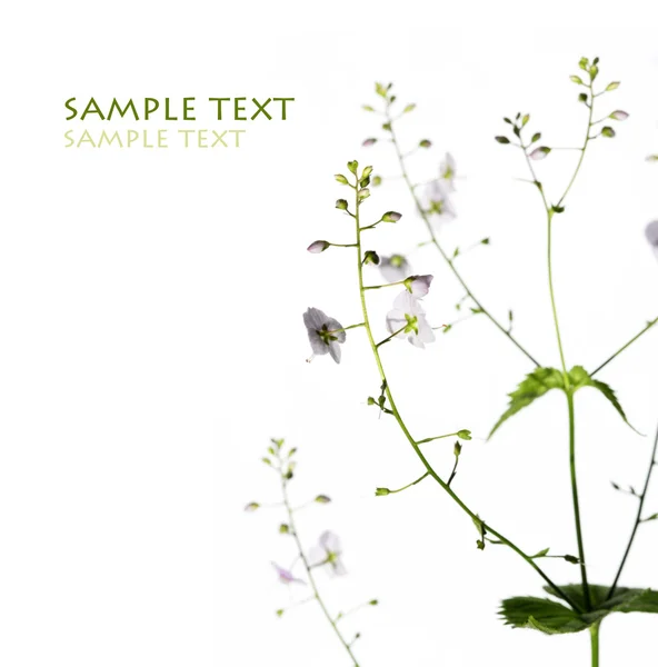 白い背景とテキストのためのスペースをたっぷりと若い緑の葉 — ストック写真