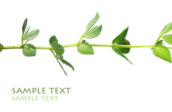 Jovens folhas verdes contra fundo branco e muito espaço para texto — Fotografia de Stock
