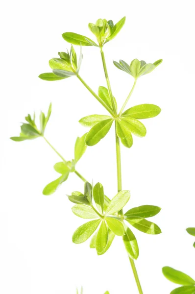 Молодые зеленые листья на белом фоне и много места для текста — стоковое фото
