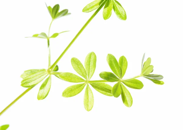 Les jeunes feuilles vertes sur fond blanc et beaucoup d'espace pour le texte — Photo