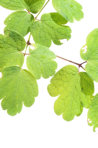 Молоде зелене листя на білому тлі і багато місця для тексту — стокове фото