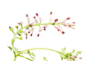 ortaya çıkan bahar çiçek