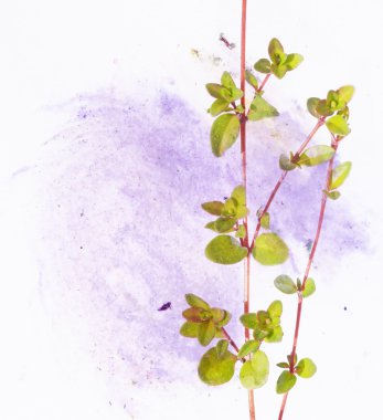 mooie bloemen achtergrond en ontwerp element