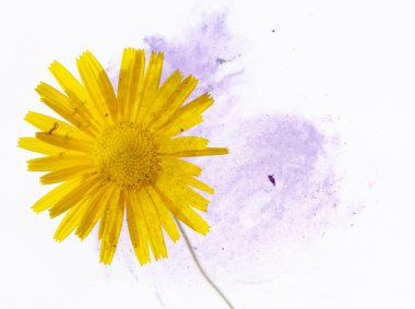 mooie bloemen achtergrond en ontwerp element