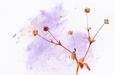 mooie bloemen achtergrond en ontwerp element