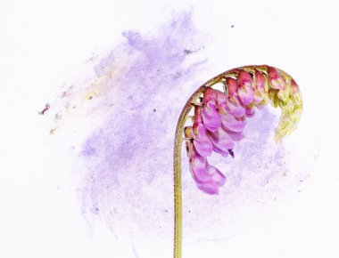 mooie bloemen achtergrond en ontwerp element
