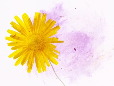 mooie bloemen achtergrond en ontwerp element