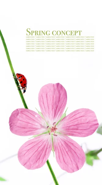 Flora und Marienkäfer vor weißem Hintergrund. Nützliches Gestaltungselement. — Stockfoto