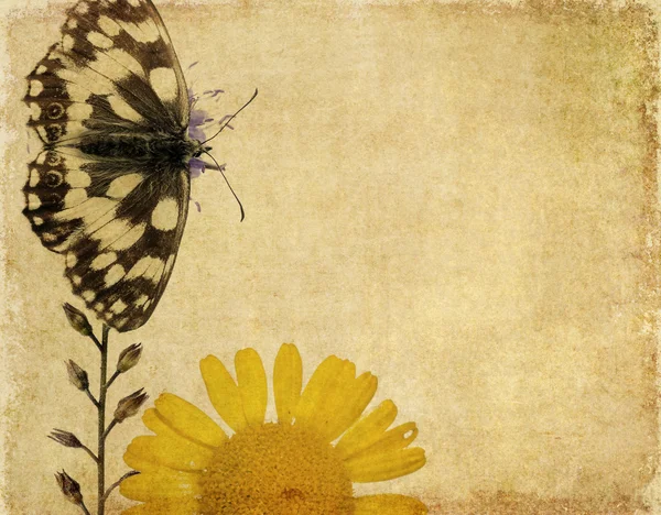 与花卉元素和蝴蝶的可爱的背景图像。非常有用的设计元素. — 图库照片