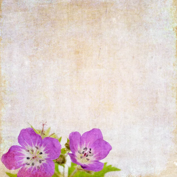 Floral achtergrond en ontwerp element — Stockfoto