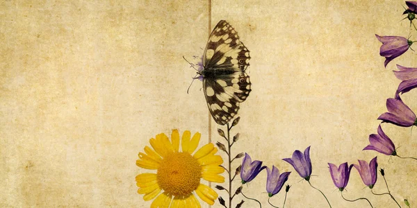 Mooie achtergrondafbeelding met florale elementen en vlinder van dichtbij. zeer nuttig ontwerpelement. — Stockfoto