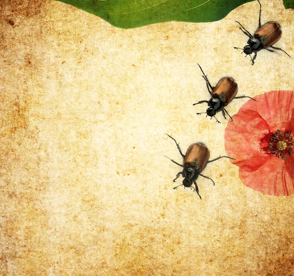 Lovely background image with beetles and floral elements. very useful design element. — Stock Photo, Image