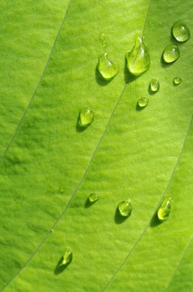 Прекрасный крупный план зеленого листа с капельками воды — стоковое фото