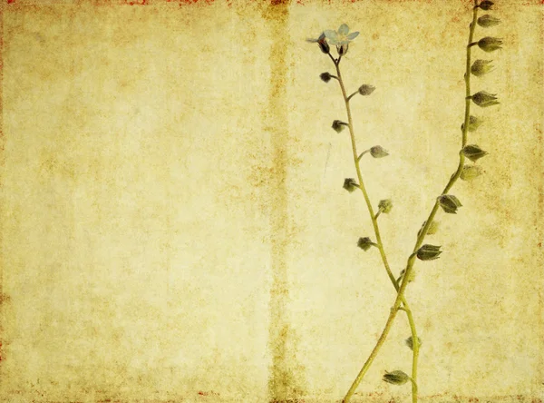 Ilginç doku ile çiçek arka plan görüntüsü — Stok fotoğraf