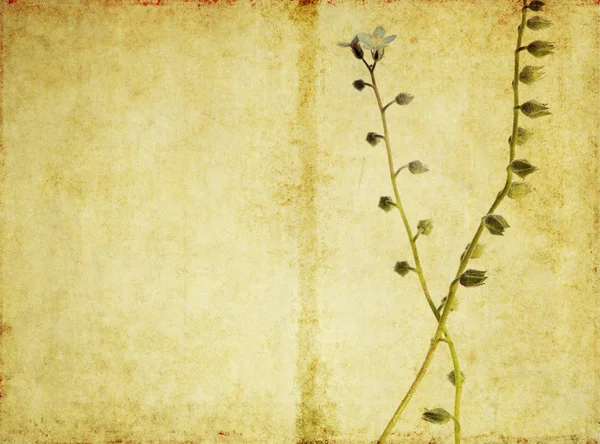 Image de fond floral avec une texture intéressante — Photo