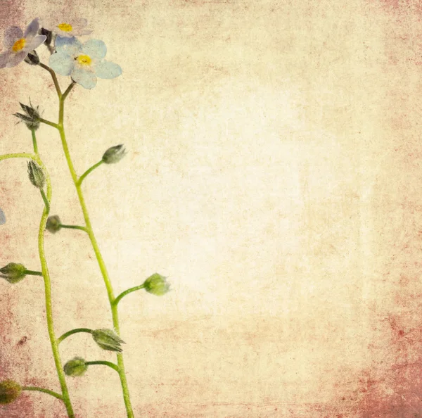 Çiçek arka plan ve tasarım öğesi — Stok fotoğraf