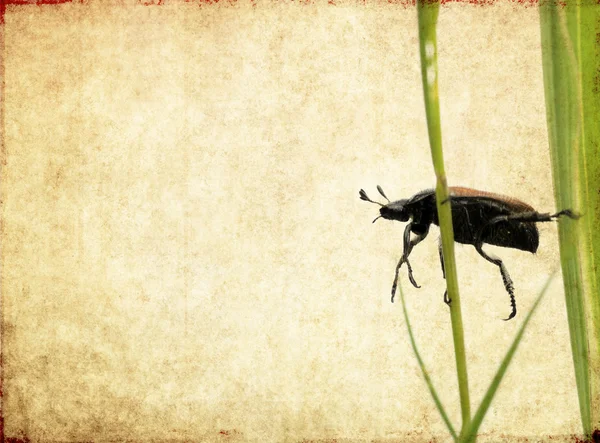 Lovely background image with beetle close up. useful design element. — Stock Photo, Image